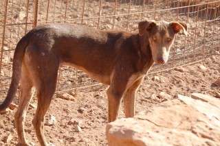 timon c4 2609-324-14